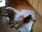 Ludde & Prilla