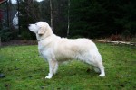 Ludde