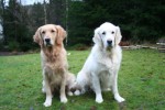 Diesel & Ludde
