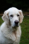Ludde