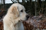 Ludde