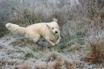 Ludde