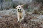 Ludde