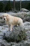 Ludde
