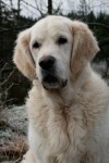 Ludde