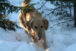 Snö