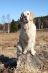 Solig promenad