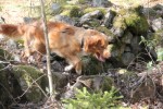 Apporteringskurs Blekinge