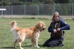 Canis Instruktörsträff