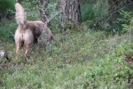 14_110731_IMG_3152_500.jpg