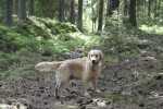 Ellen i skogen