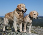 Schampis och Faiko