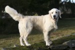 3 år